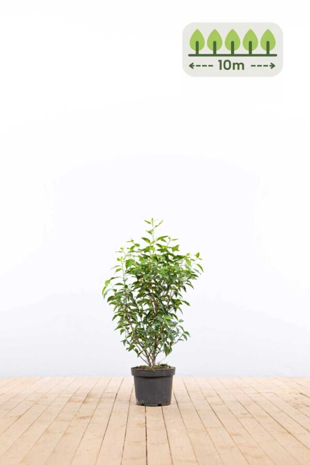 Portugese laurier 60-80 cm voor 10 meter - 30st. Prunus lusitanica 'Angustifolia'