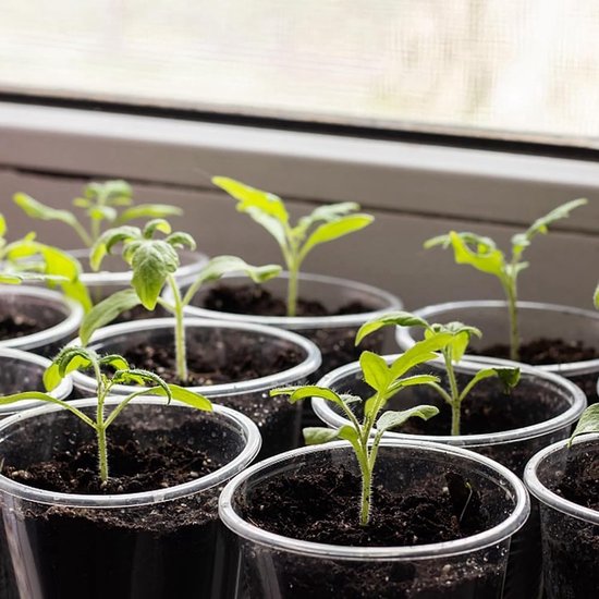 20 stuks kinderkamerpotten 5,7 transparant voor planten: kweekpotten met afvoergaten — afbeelding 3