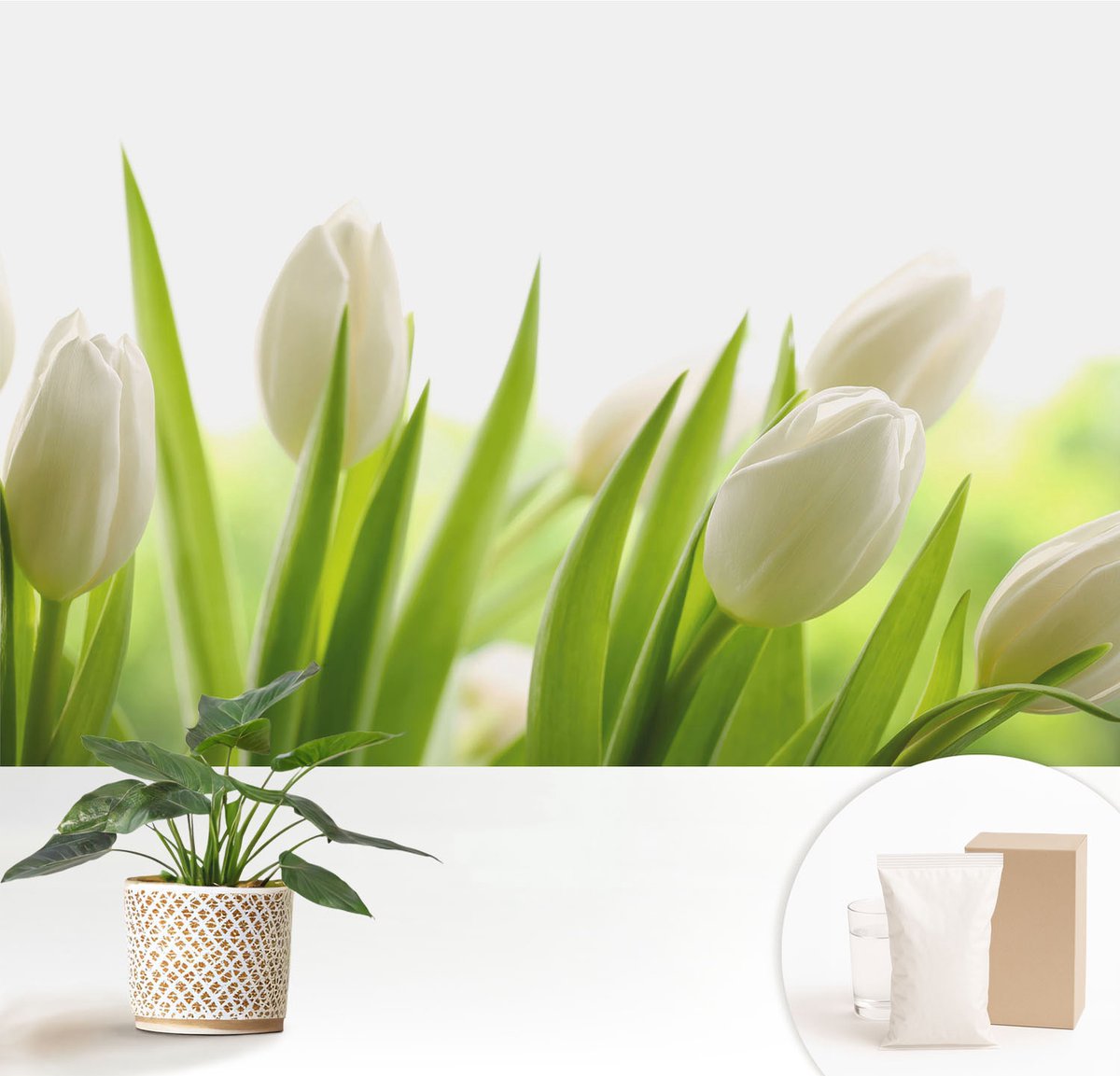 Wallfluent Fotobehang - Wit Vliesbehang - 152x104 cm - Witte Tulpen Muurschildering - Slaapkamer behang Bloemen En Planten - Fotobehang Vlies - Slaapkamer behang