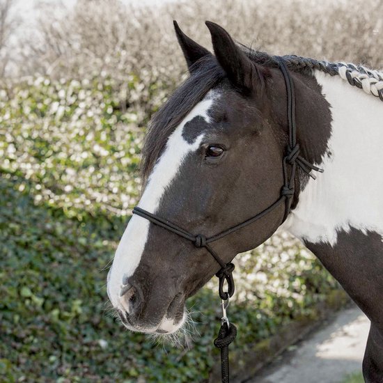 Zwart-witte pony met gevlochten manen en een zwart touwhalster.