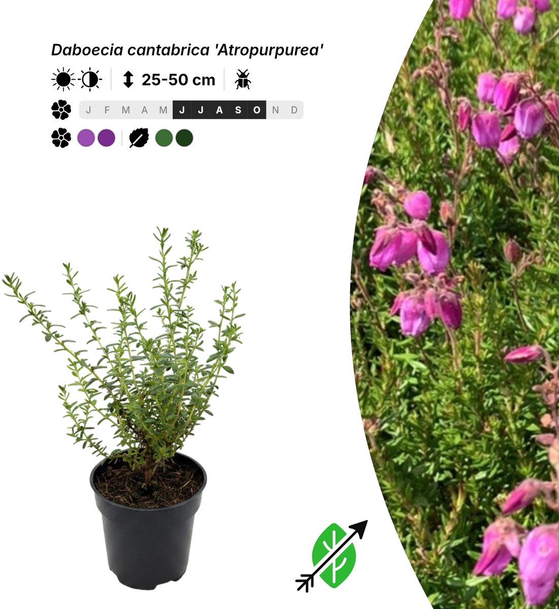 Singleplants - 10x Daboecia cantabrica 'Atropurpurea' - Pot P9,5 - bodembedekker - in bloeiperiode