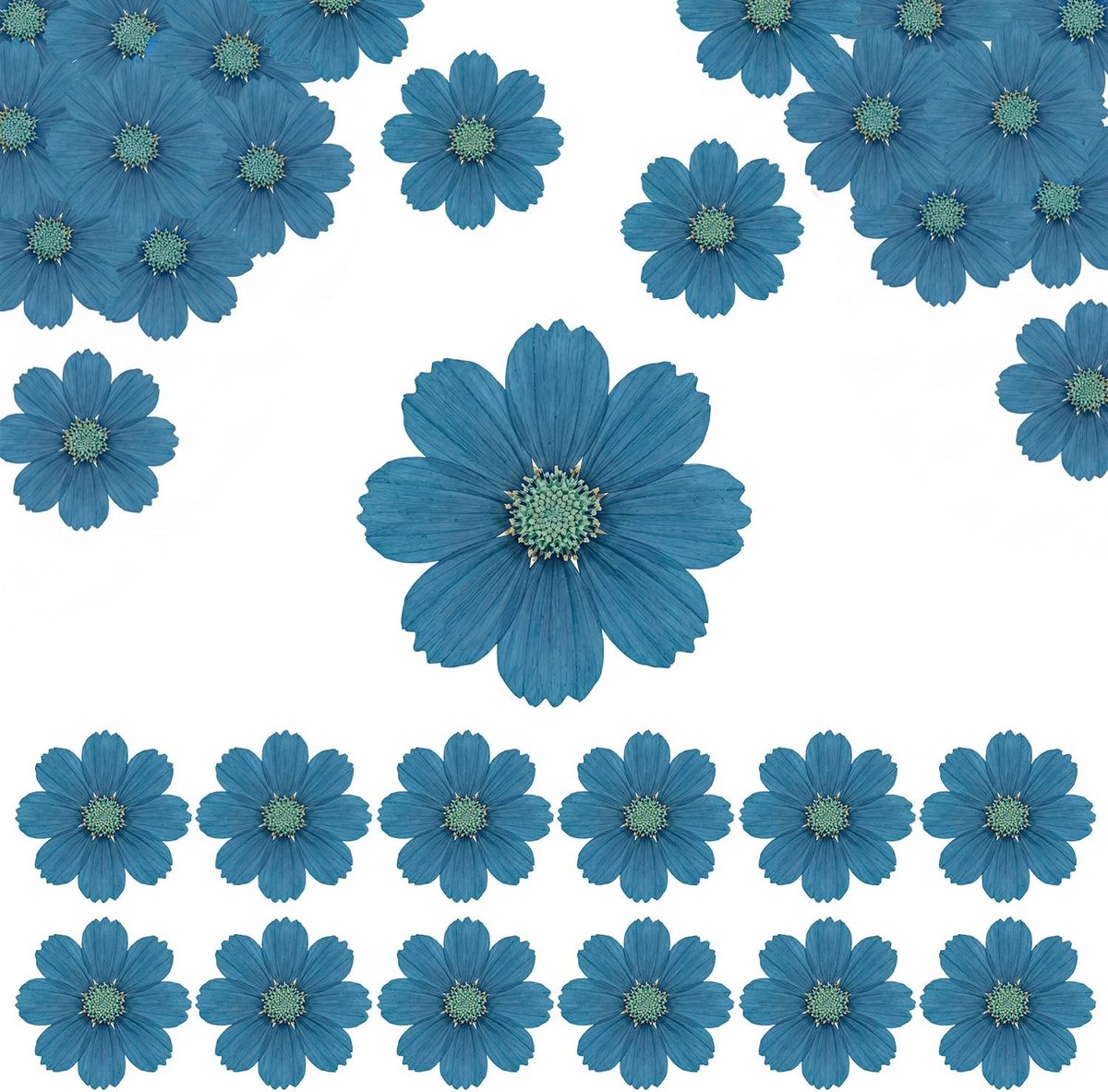 Gedroogde bloemen voor knutselen, 7cm diameter, vergeet-mij-nietjes, blauw, voor hars, scrapbooking, sieraden, kaarten, kaarsen en zeep