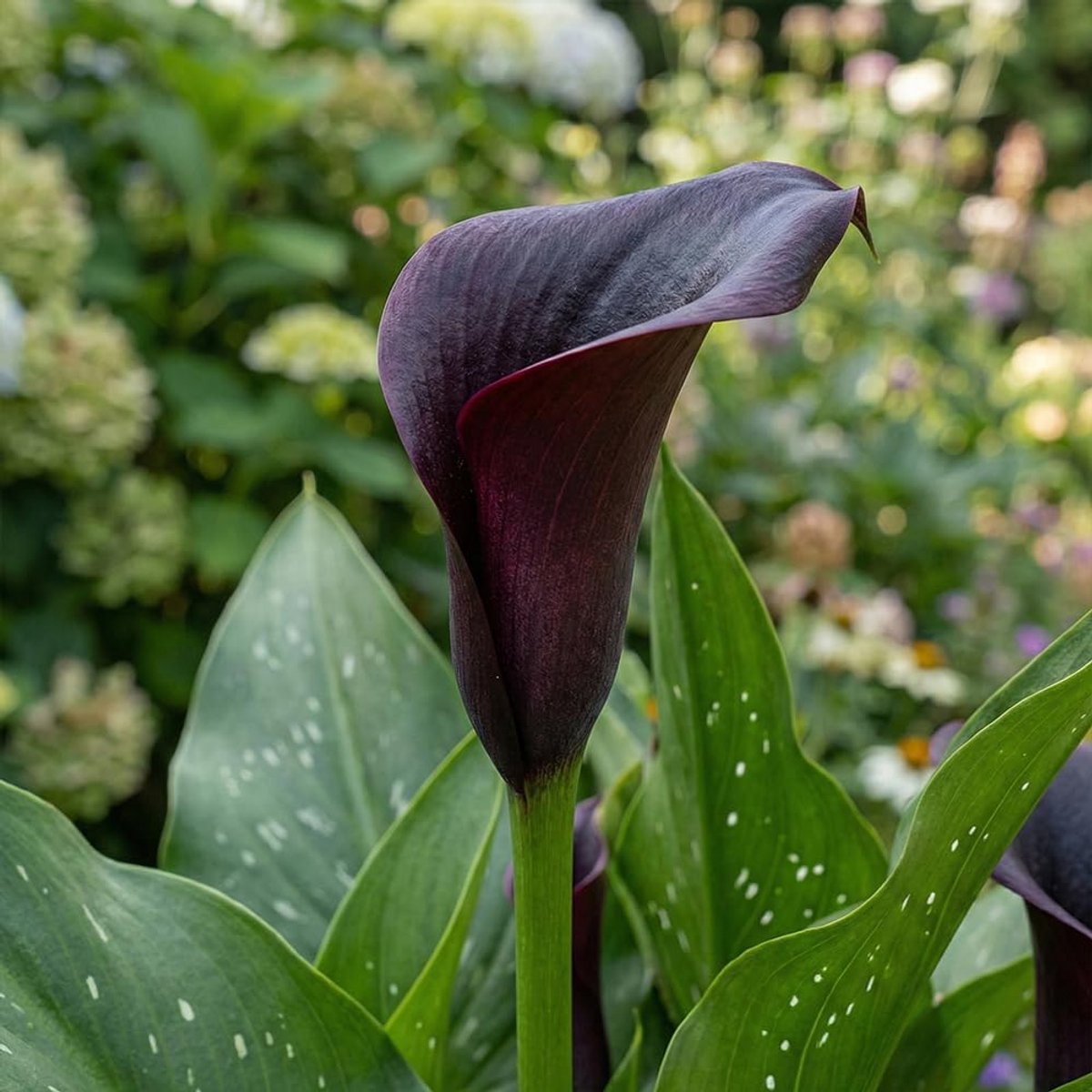 Paars en roze Zantedeschia Calla lelies uien ideale tuin