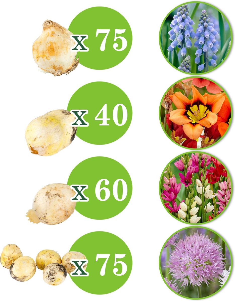 Baltus Bloembollen Baltus Ixia Mix bloembollen per 25 stuks