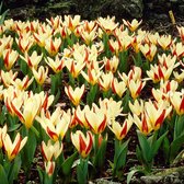 18x Tulipa kaufmanniana 'The First' - Tulpenbollen - Rood wit - Winterhard - 18 bloembollen Ø 11-12cm