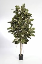 Ficus Lyrata in Vibes blauw | Vioolbladplant / Tabaksplant