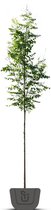 Blazenboom | Koelreuteria paniculata | Stamomtrek: 10-12 cm