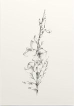 Genisteae zwart-wit Schets (Broom) - Foto op Posterpapier - 50 x 70 cm (B2)