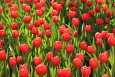 Fotobehang van een veld met rode tulpen 350 x 260 cm