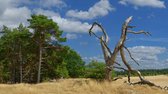 Fotobehang van zandverstuiving Veluwe 250 x 260 cm