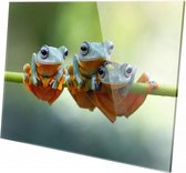 Kikker | 150 x 100 CM | Wanddecoratie | Dieren op plexiglas | Schilderij | Plexiglas | Schilderij op plexiglas