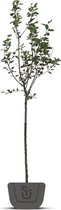 Appelboom - Malus domestica Brabant Bellefleur | Laagstam
