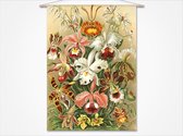 Wandkleed-XL Orchideeën - botanische prent van Ernst Haeckel