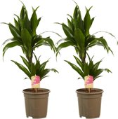 Dracaena Janet Graig