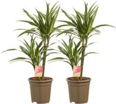 Dracaena Warneckei