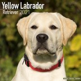 Labrador Retriever Blond Kalender 2021