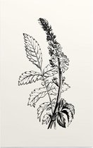 Agrimonie zwart-wit (Agrimony) - Foto op Forex - 80 x 120 cm