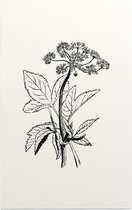 Zevenblad zwart-wit (Gout Weed) - Foto op Forex - 40 x 60 cm