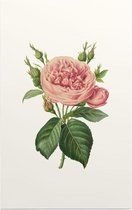 Roos Aquarel (Rose) - Foto op Forex - 80 x 120 cm