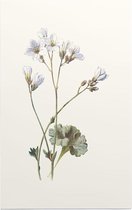 Steenbreek (Saxifrage) - Foto op Forex - 60 x 90 cm