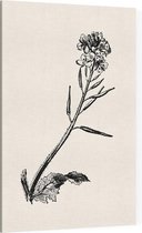 Herik zwart-wit (Charlock) - Foto op Canvas - 100 x 150 cm