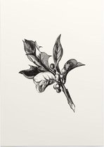 Ilex Opaca zwart-wit (Holly Berries) - Foto op Posterpapier - 50 x 70 cm (B2)