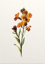 Muurbloempje (Wallflower White) - Foto op Posterpapier - 42 x 59.4 cm (A2)