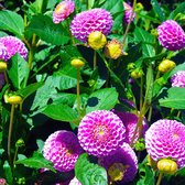 MRS Seeds & Mixtures Dahlia ‘Pompon’ - Dahlia variabillis – groeihoogte: 50-120 cm – prachtige kleuren – eenjarige bloem – kan gebruikt worden als snijbloem – geschikt als borderplant – erg mooie opgerolde bloemblaadjes