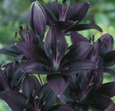 Aziatische Lelie Zwart - Lilium Asiaticum (Grootverpakking) - 10 Bollen -