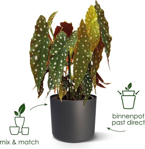 Elho B.for Soft Rond - Bloempotten voor Binnen - 100% Gerecycled Plastic - Set van 3 - Ø 14, 16, 18 cm - Antraciet