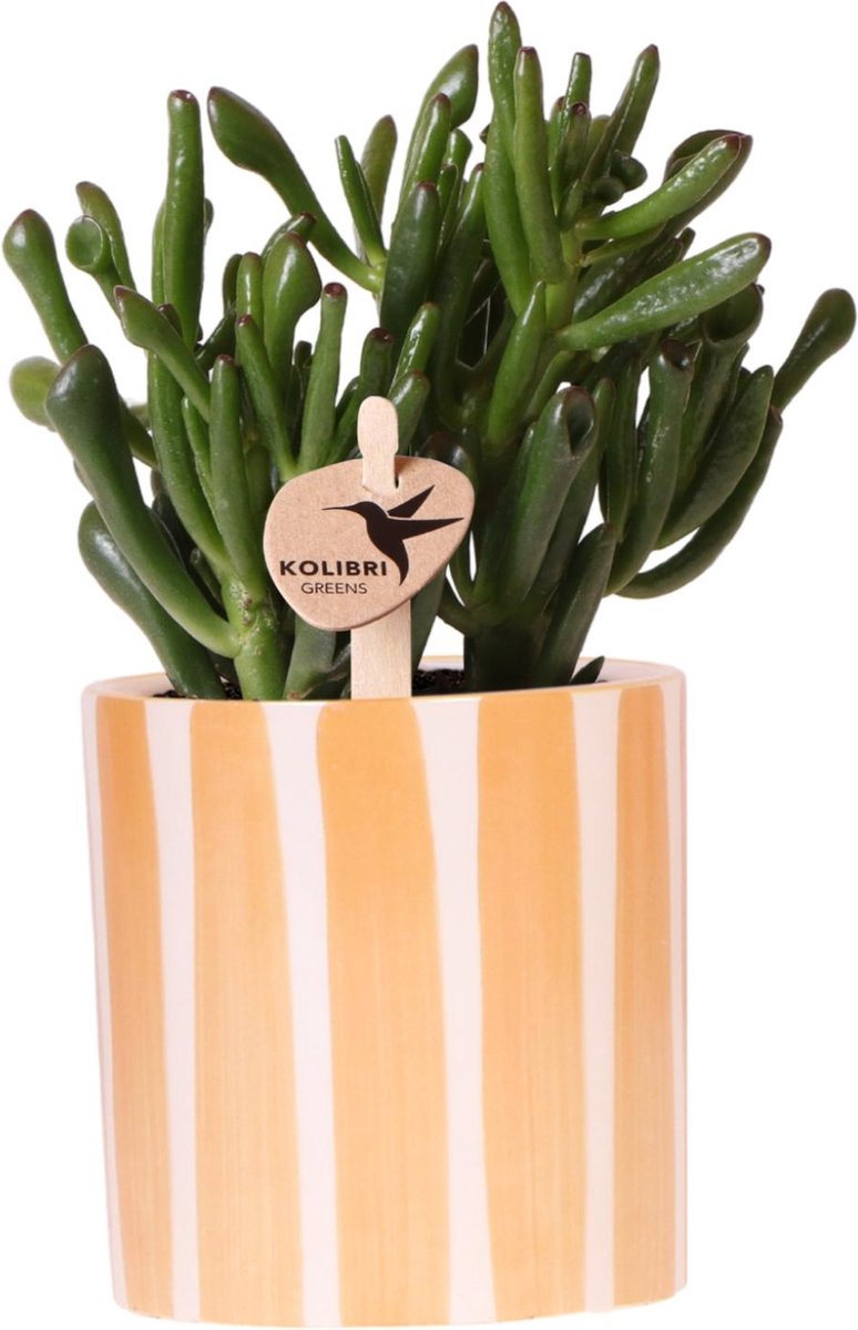 Kolibri Greens | succulent Crassula Hobbit + Painted Stripe pot oranje - potmaat Ø9cm | bloeiende kamerplant - vers van de kweker