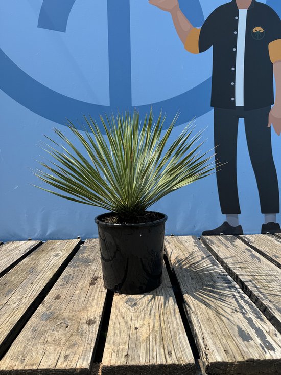 Tropische- en woestijnplanten, de meesten winterhard - Tropical Centre