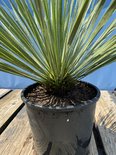 Close-up van een Yucca Rostrata met lange, groene bladeren in een zwarte pot op houten planken.