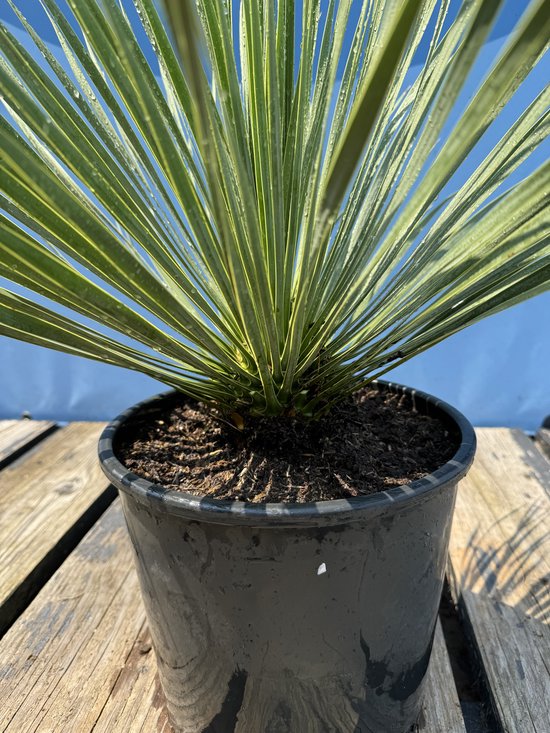 Close-up van een Yucca Rostrata met lange, groene bladeren in een zwarte pot op houten planken.