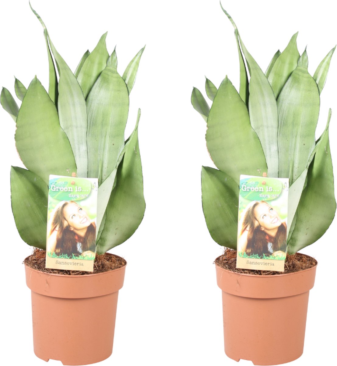 Plantenboetiek.nl Sansevieria Moonshine 2 stuks Ø14cm 40cm hoog Kamerplant Groenblijvend Multideal Cactus & Vetplanten