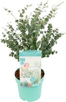 Bloomique - Eucalyptus Gunnii Azura - Eucalyptus Plant - Tuinplanten - Winterhard - Hoogte 40-60 cm - Pot 19 cm