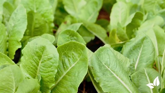 Leaf Diseases Bladziekten Concentraat (250ml, 250m2) - Bladziekten en bladvlekkenziekte – Meeldauw – Meeldauw, roest, bladvlekken, sterroetdauw en gras-schimmel – Organifer