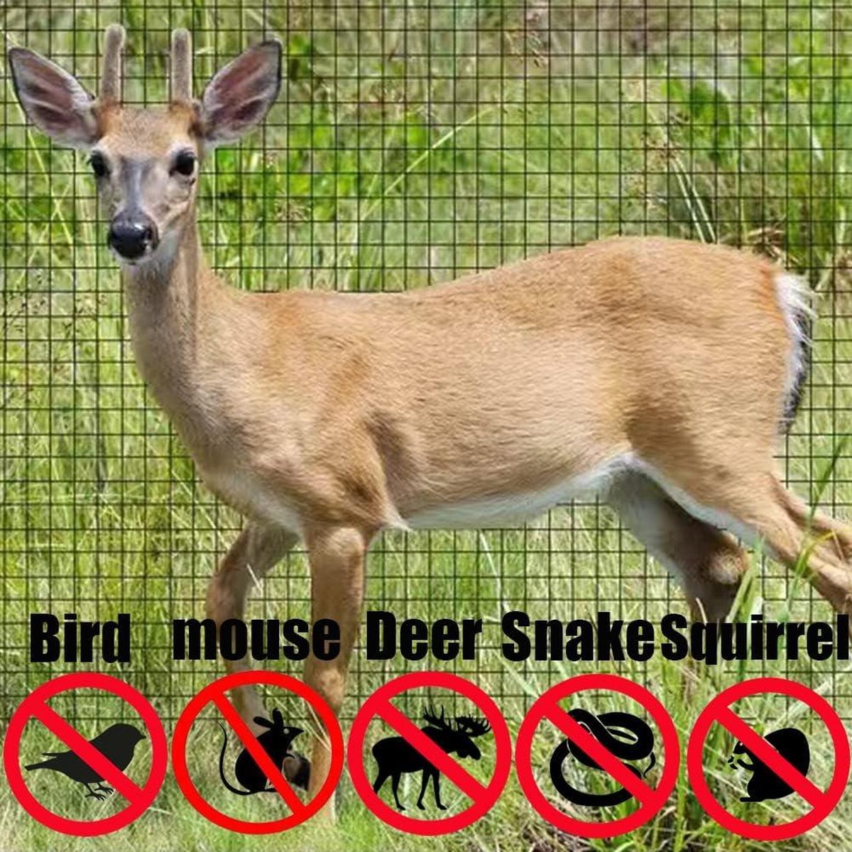 Vogelbeschermingsnet, 2 stuks, tuinnet, fruitboomnet, vijvernet, 4 x 10 m, groen, voor kippenhokken, volière, geschikt voor fruitbomen en groenten tegen vogels Vogelbeschermingsnet, 2 stuks, tuinnet, fruitboomnet, vijvernet, 4 x 10 m, groen, voor kippenhokken, volière, geschikt voor fruitbomen en groenten tegen vogels