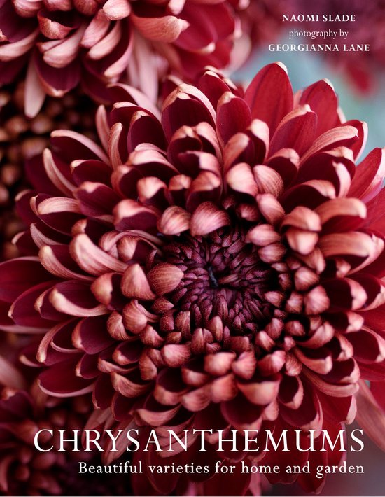 Chrysanthemums - cover