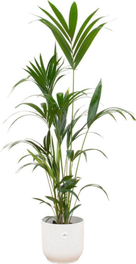 Plantenboetiek.nl | Kentia palm inclusief elho Vibes Fold Round wit - Ø30cm - 150-160cm hoog - Kamerplant - Complete set - Plant met pot