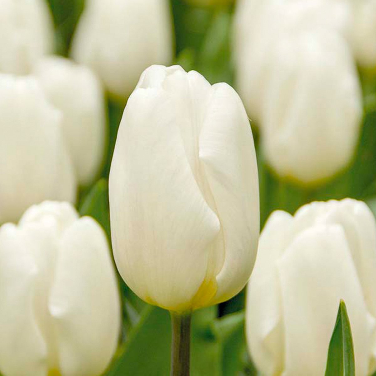 Bloomique - Mix van 20 - Tulipa - Tulpenbollen - Wit - Bloembollen - Voorjaarsbloeiend - Meerjarige Planten - Groeit tot 30-35 cm