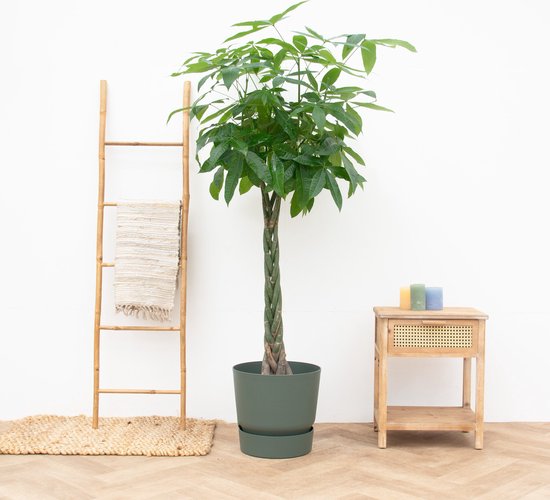 Pachira aquatica - 180cm - Geldboom