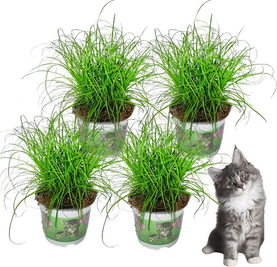 Foto: Snootiesnacks premium kattengras 4 stuks hoogte 25cm diervriendelijk cyperus plant kamerplant