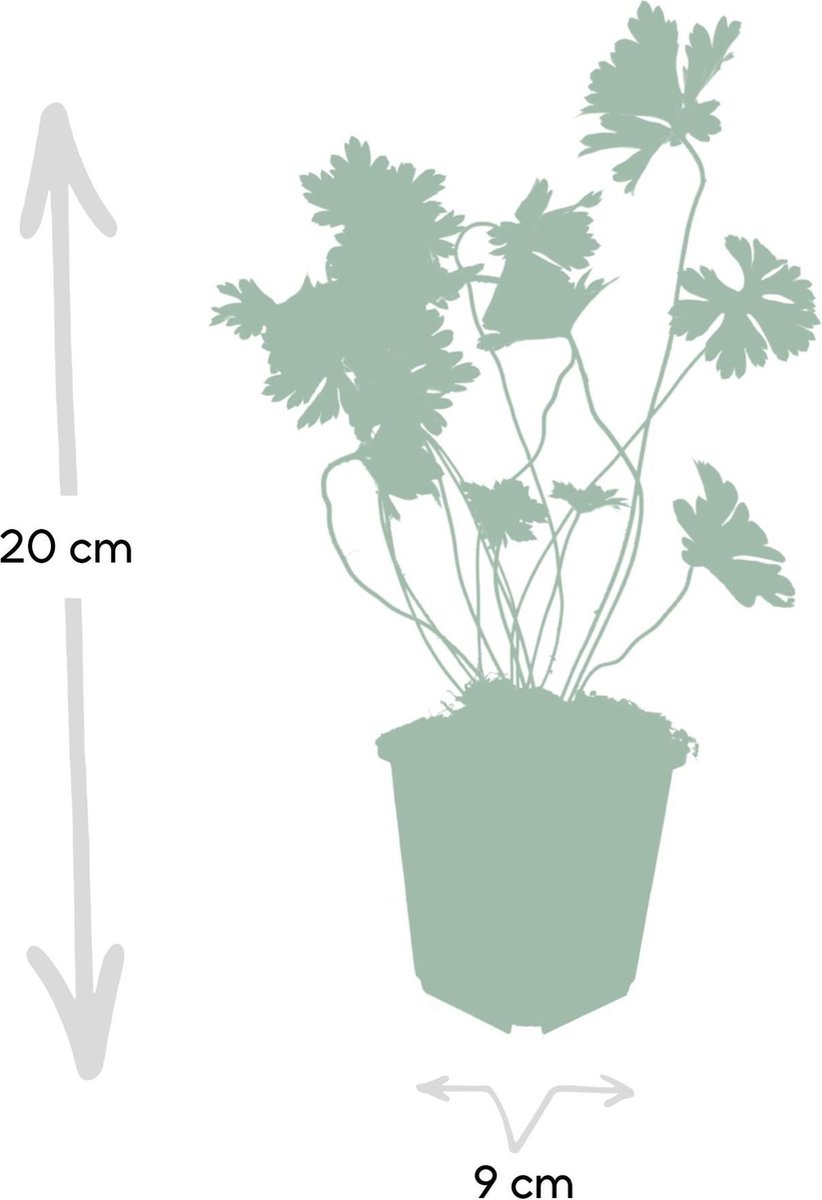 Geranium Rozanne - 25cm - Ø9cm - 40x