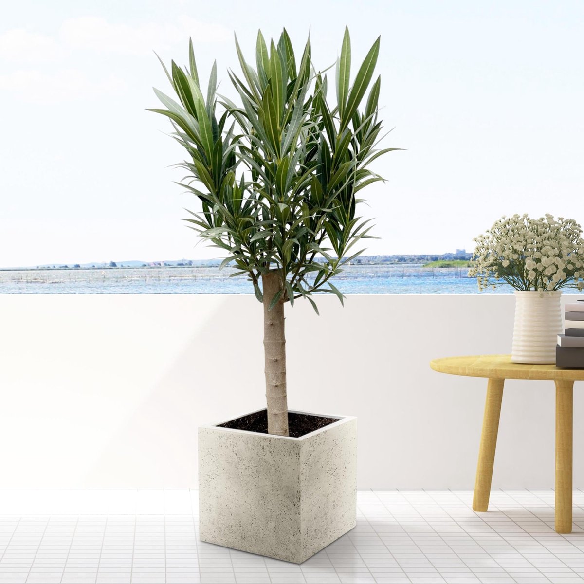 Nerium Oleander op stam met roze bloem - 110cm - Ø22