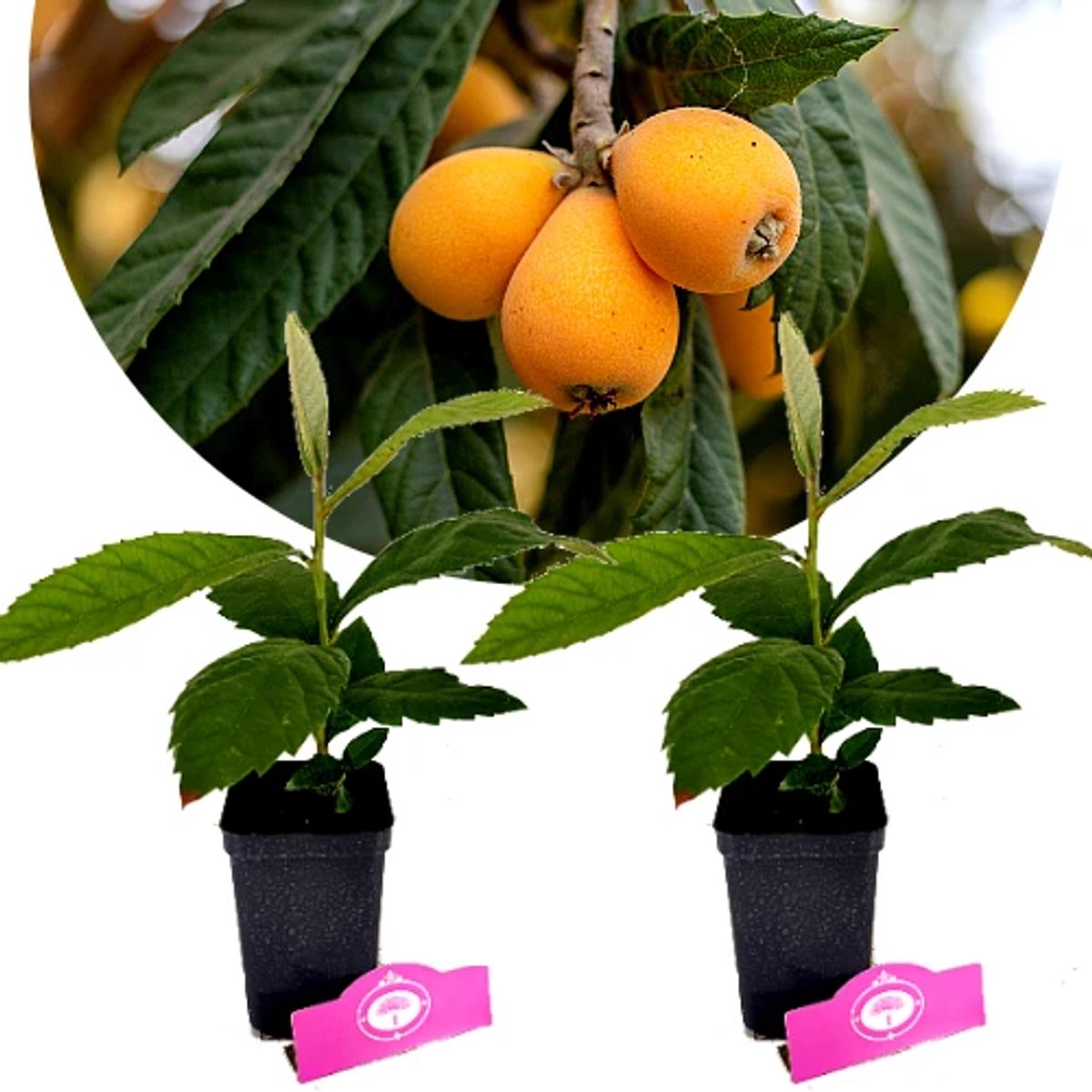 Set van 2 Loquat - Eriobotrya japonica - Japanse wolmispel - Hoogte 35cm - 9cm pot