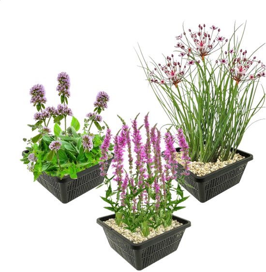 8 planten tegen muggen 18 vdvelde.com - Vijverplanten tegen Muggen - Muggen Verjagen - Anti Muggen - Combi set - 12 planten - Plaatsing: -1 tot -20 cm