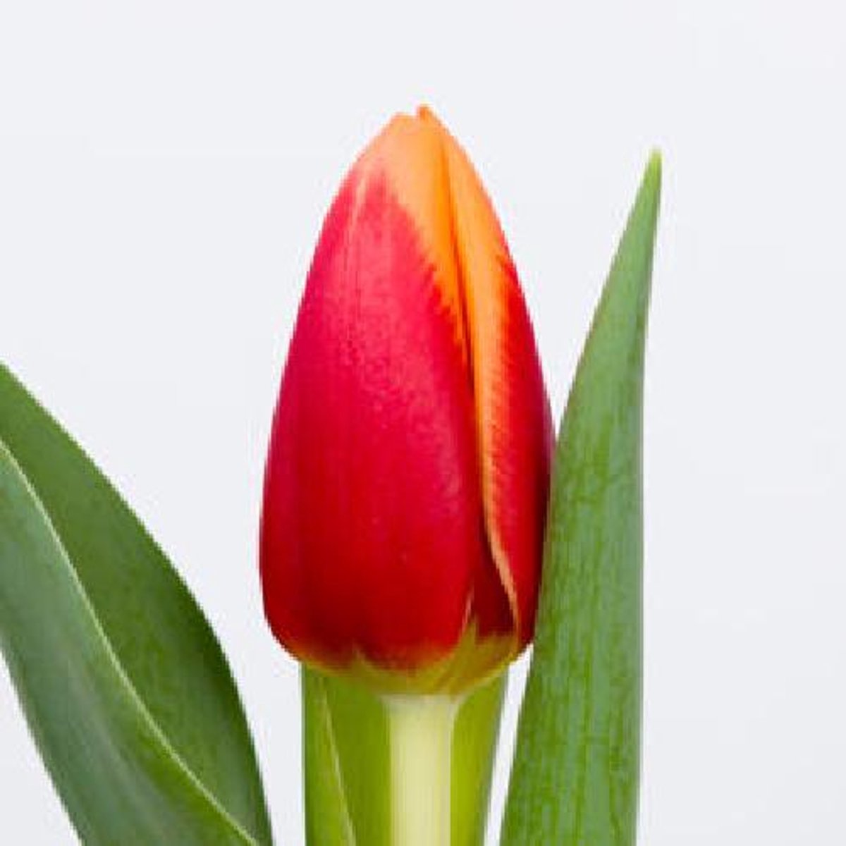 50x Tulipa spirit en 40cm