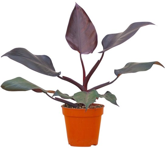Philodendron Burgundy Princess - Hoogte 25cm - Pot 12cm