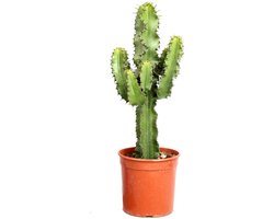 Euphorbia cactus (Erytrea) - Hoogte 70cm - Pot 19cm